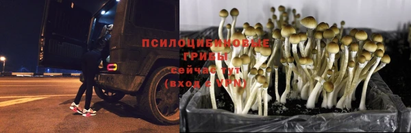 гидра Алексин
