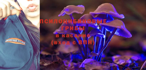 шишки Абаза
